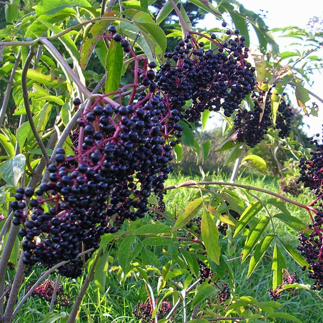 Fruiting Trees and Shrubs – tagged 