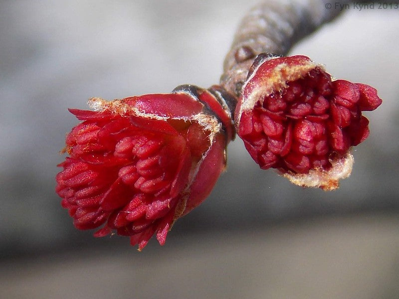 Red Maple (Acer rubrum)