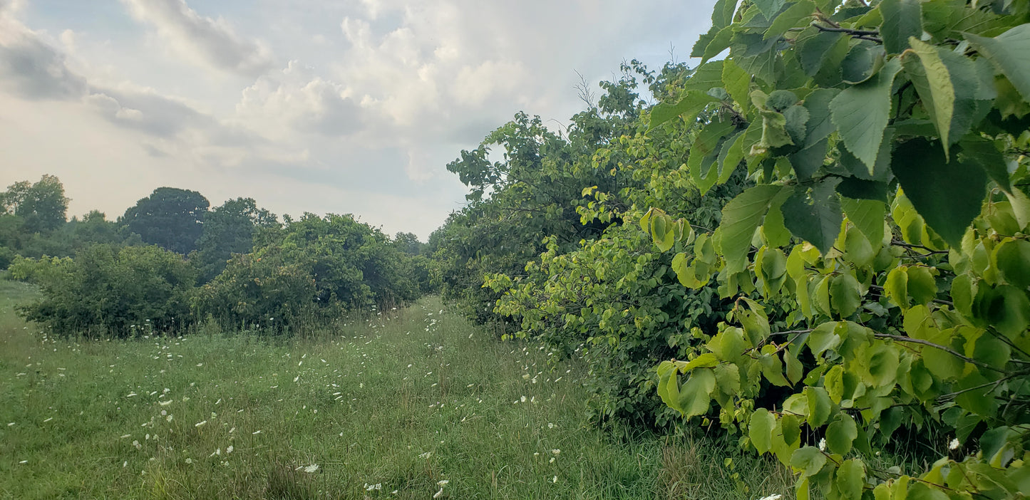 Selected Seedling Hybrid Hazelnuts (Corylus spp. hybrids)