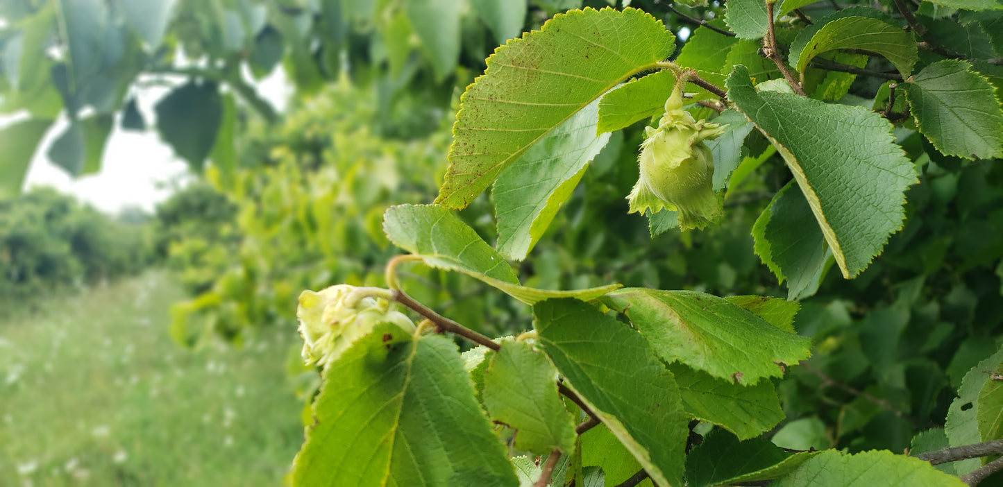 Selected Seedling Hybrid Hazelnuts (Corylus spp. hybrids)