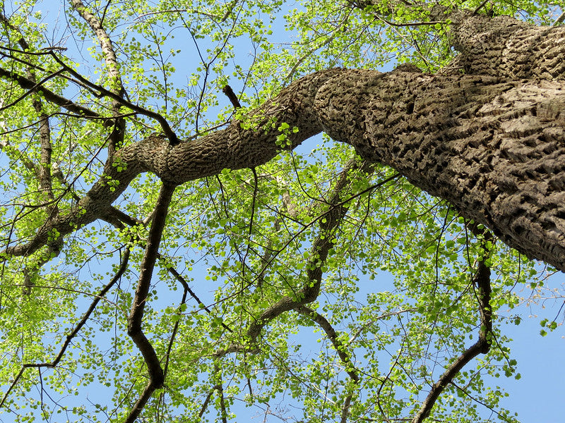 Tuliptree (Liriodendron tulipifera)