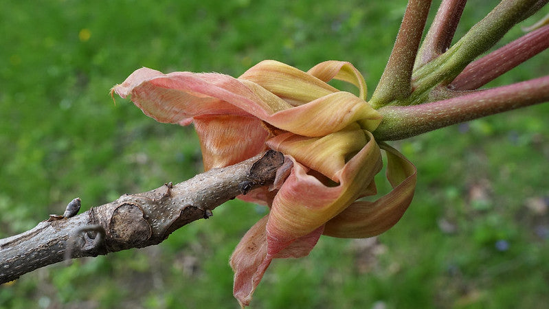 Shellbark Hickory (Carya laciniosa)