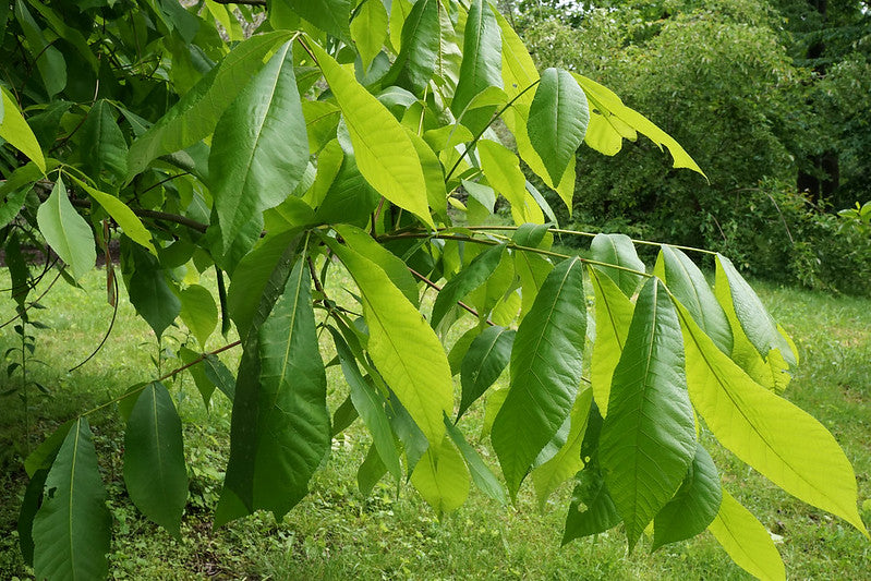Shellbark Hickory (Carya laciniosa)