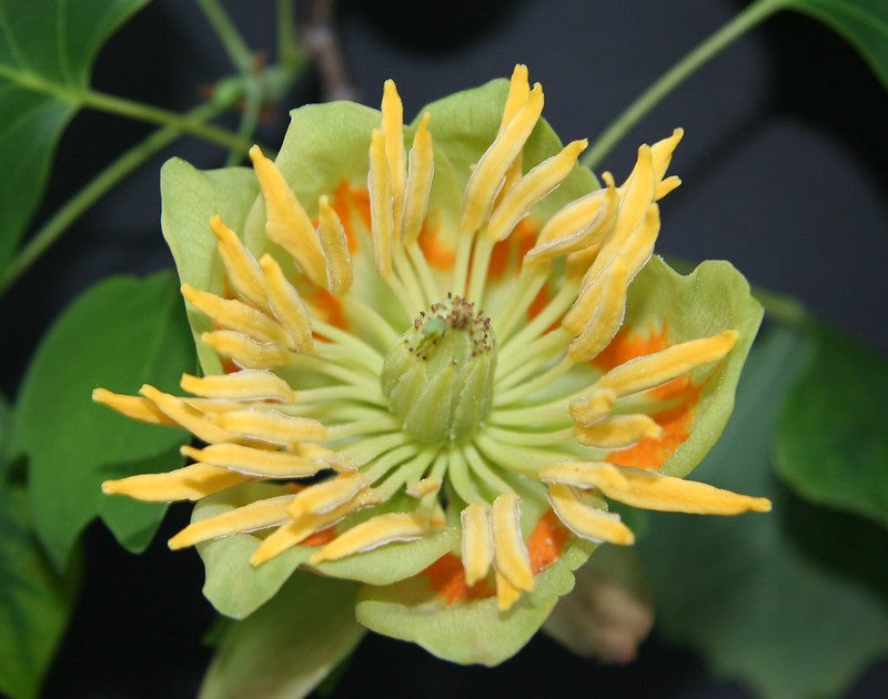 Tuliptree (Liriodendron tulipifera)