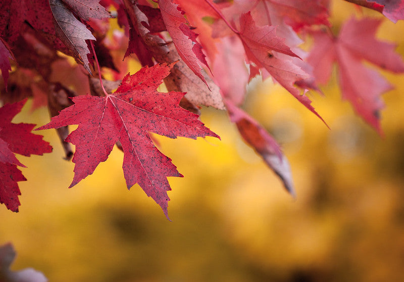 Silver Maple (Acer saccharinum)