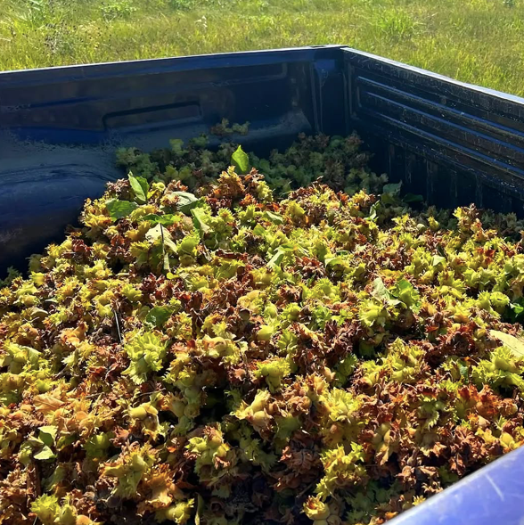 Hazelnut, Hybrid 'Rosy' (Corylus spp.)