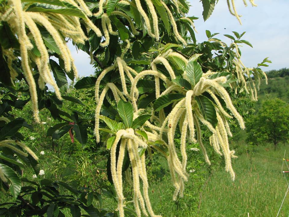 Hybrid Chestnuts (Castanea spp.)