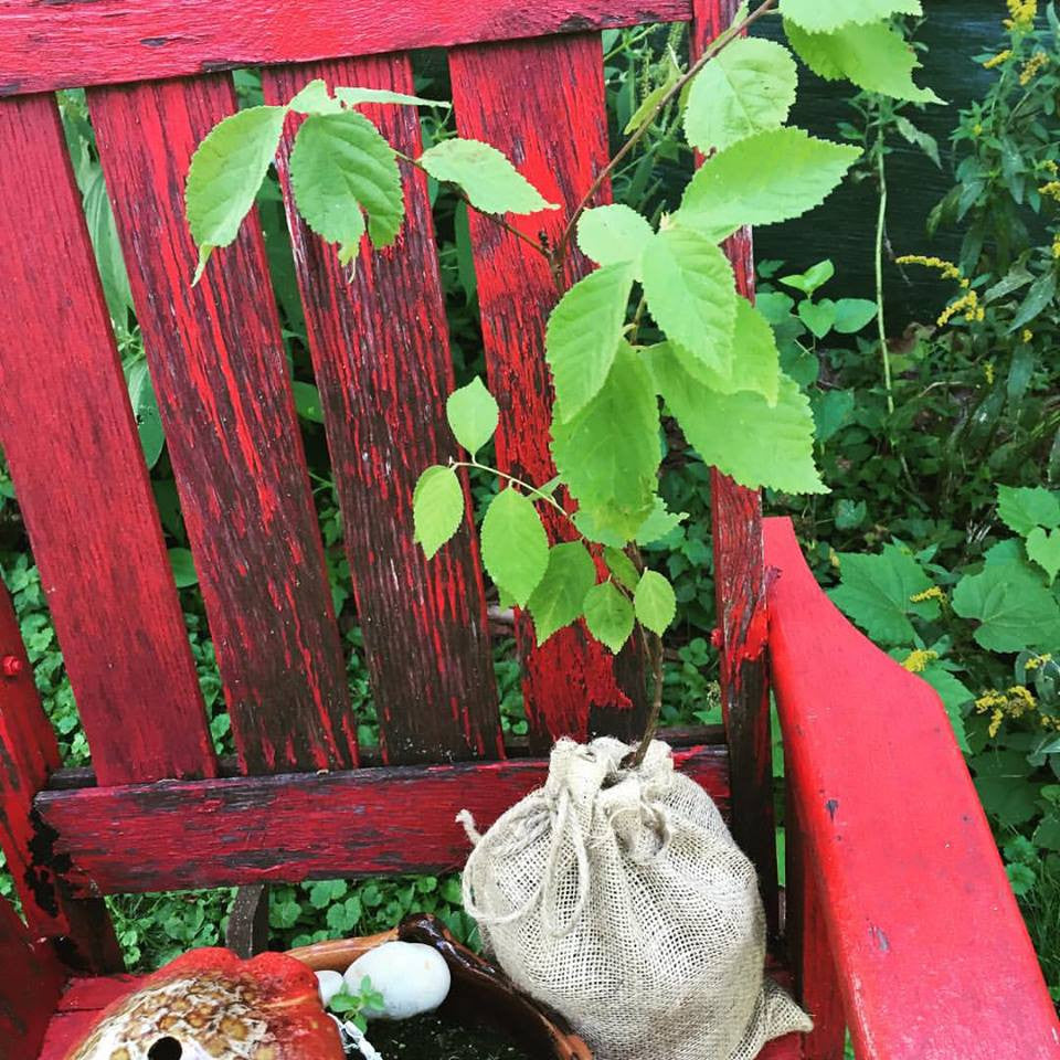 1-0 bare root nanking cherry seedling doing very well in it's burlap bag.