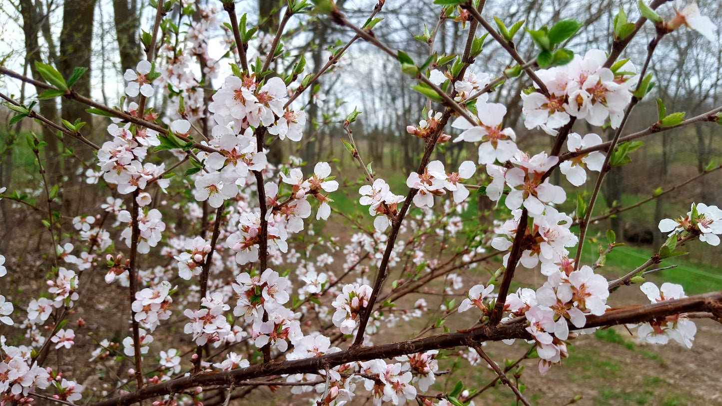 Nanking Cherry (Prunus tomentosa)