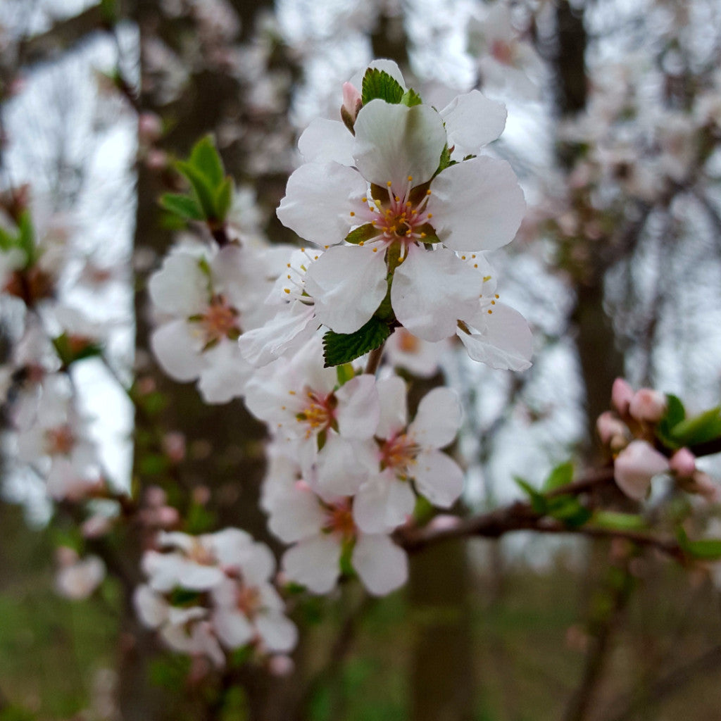 Nanking Cherry (Prunus tomentosa)