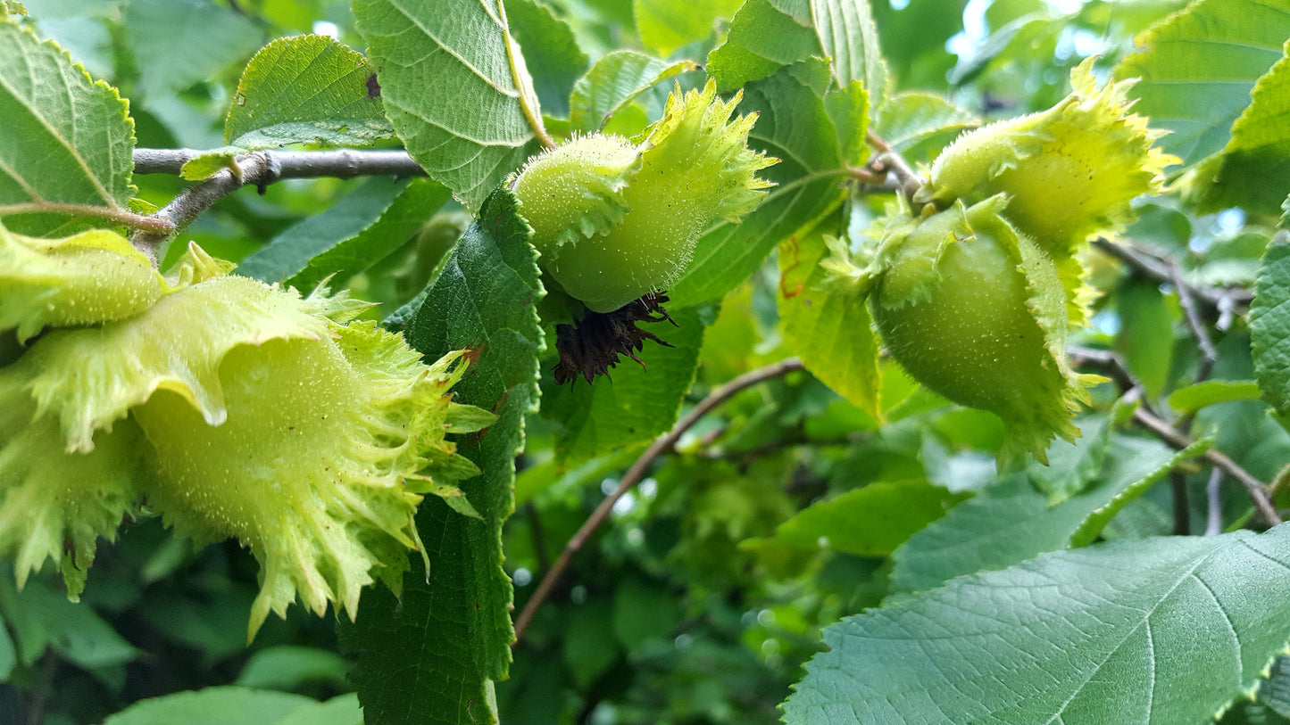 Selected Seedling Hybrid Hazelnuts (Corylus spp. hybrids)