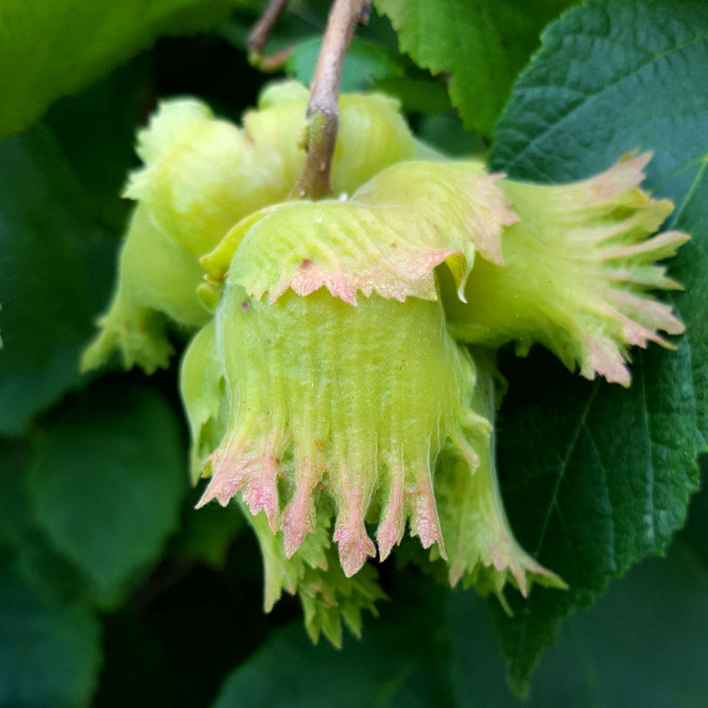 The husk (involucre) of the Selected Seedling Hybrid Hazelnut in July