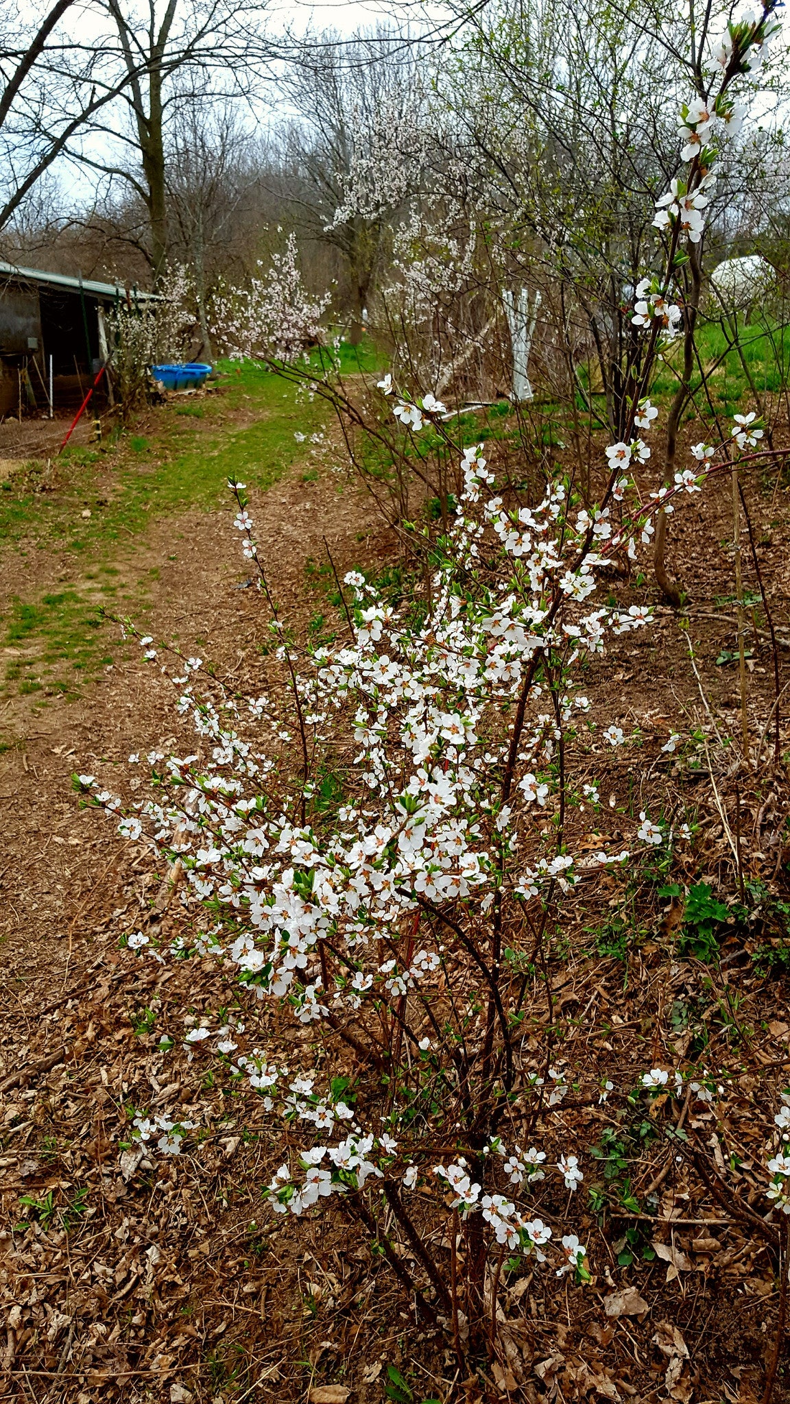 Nanking Cherry (Prunus tomentosa)