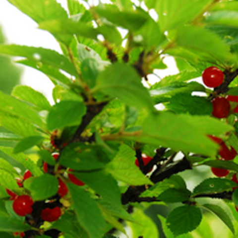 Nanking Cherry (Prunus tomentosa)