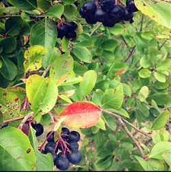 Aronia (Aronia melanocarpa)