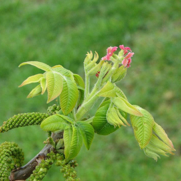 Butternut (Juglans cinerea)