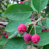 Juneberry; Serviceberry (Amelanchier canadensis)