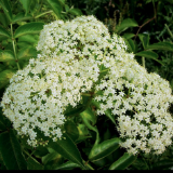 Elderberry (Sambucus canadensis)