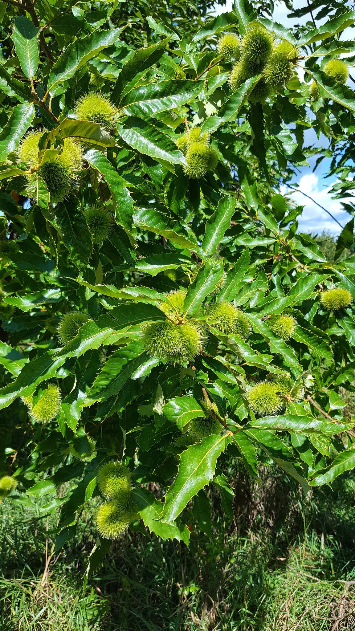 American Chestnut (Castanea dentata)