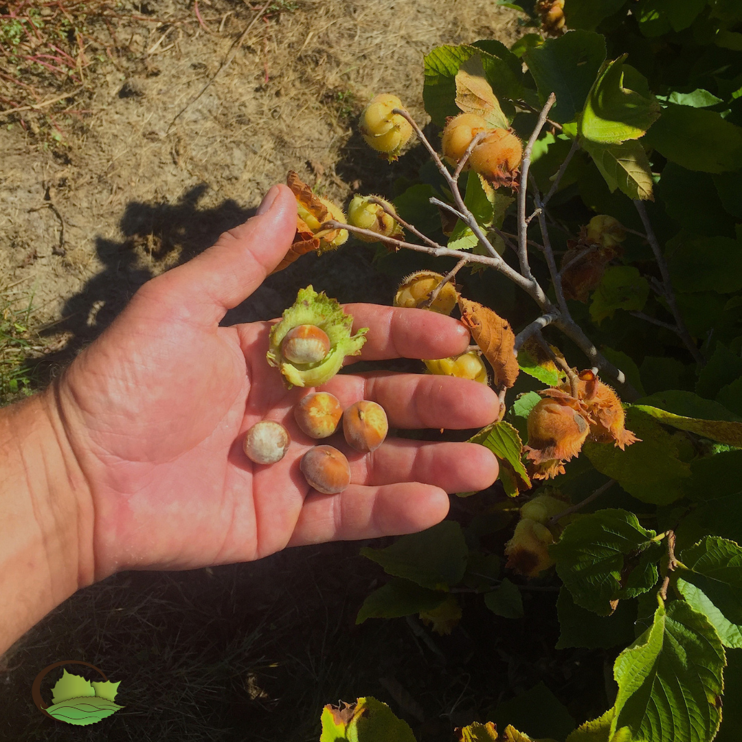 Controlled-Cross Hybrid Hazelnuts (Corylus spp. hybrids)