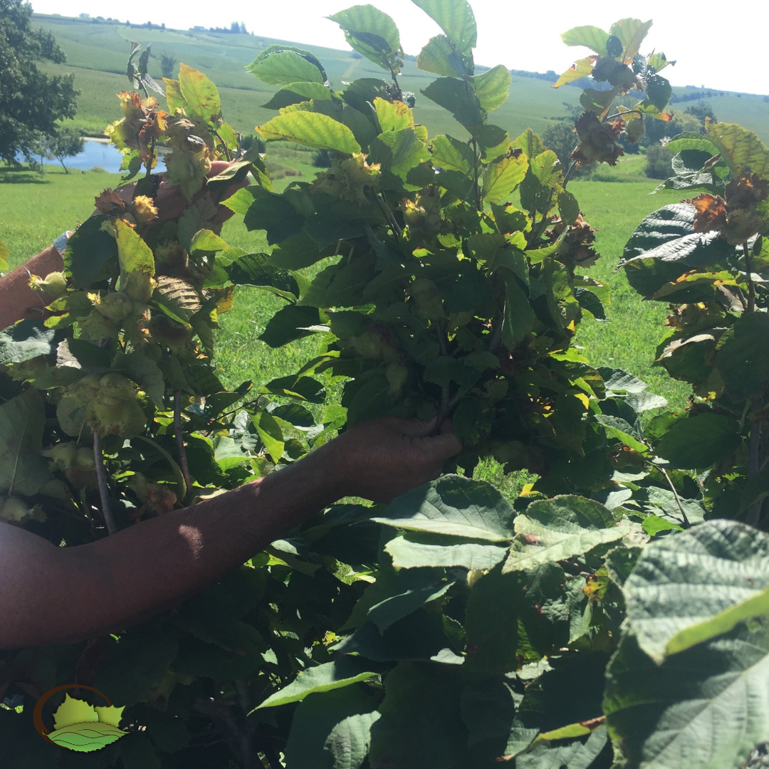 Controlled-Cross Hybrid Hazelnuts (Corylus spp. hybrids)