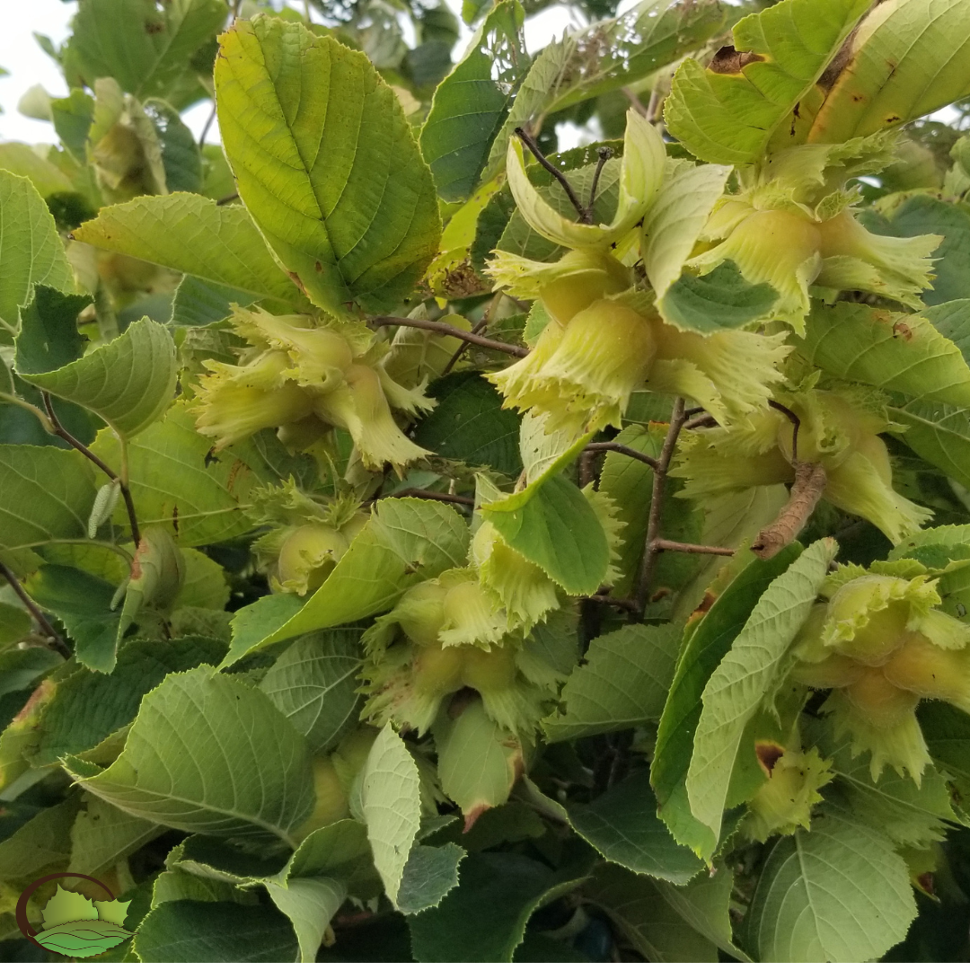 Controlled-Cross Hybrid Hazelnuts (Corylus spp. hybrids)