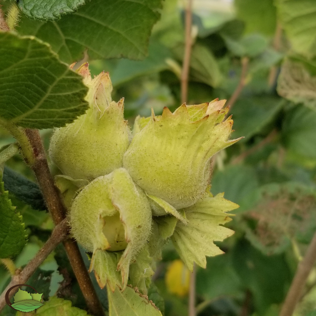 Controlled-Cross Hybrid Hazelnuts (Corylus spp. hybrids)