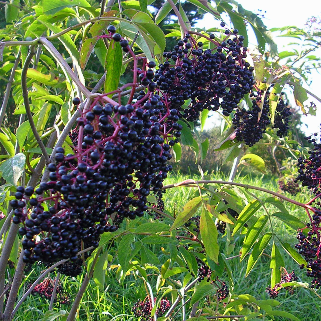 Elderberry (Sambucus canadensis)