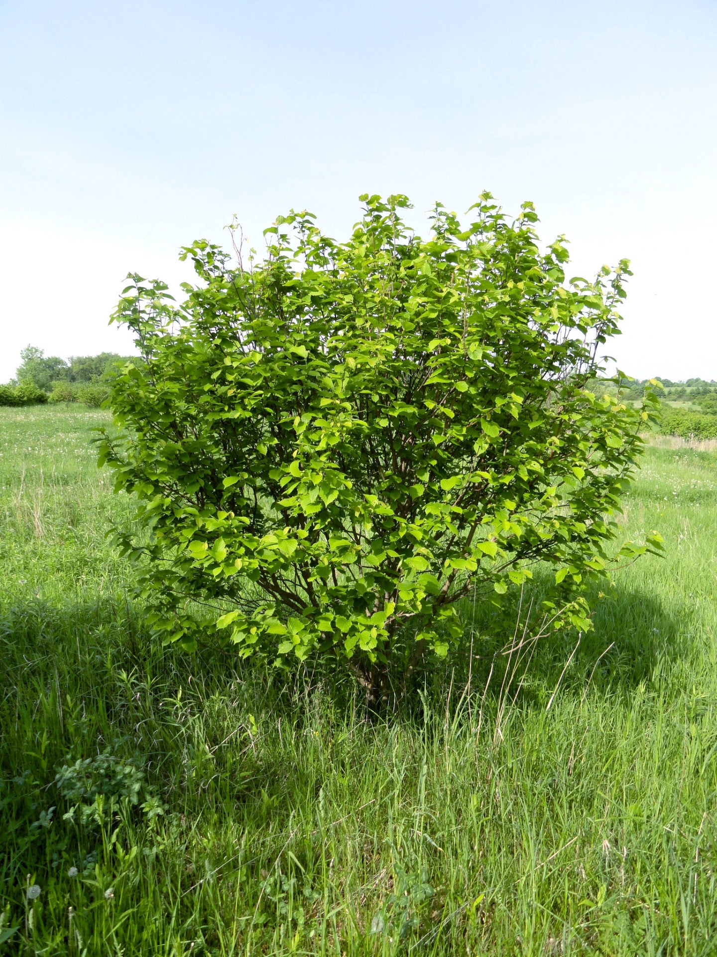 Hazelnuts mature into a rounded shrub approximately 8-12' tall x 8-10' wide