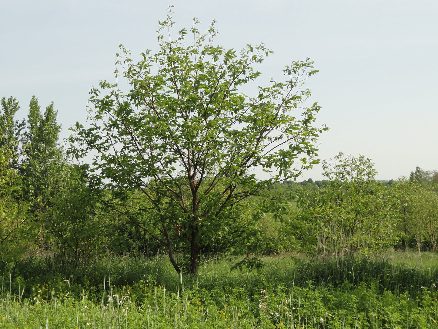 Chinese Chestnut (Castanea mollissima)
