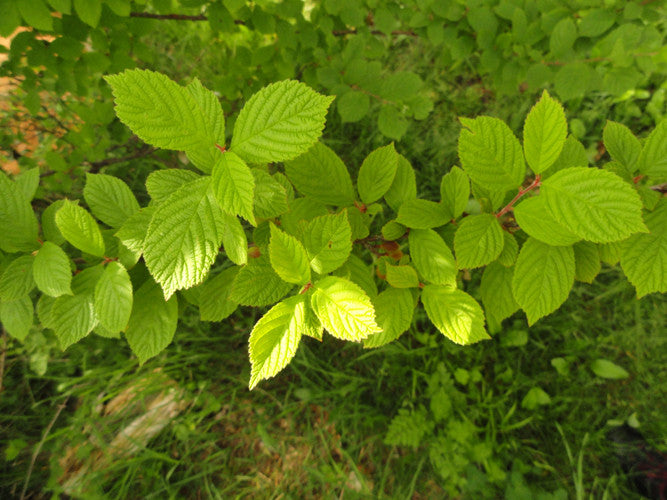 Nanking Cherry (Prunus tomentosa)