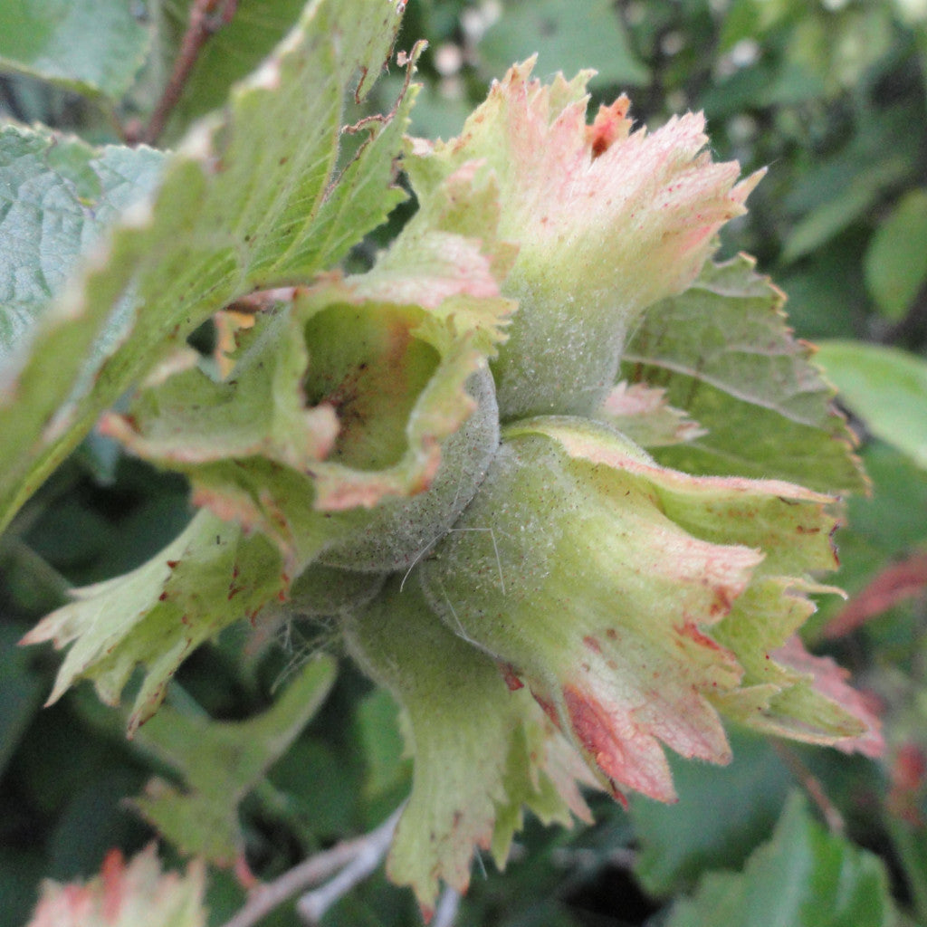 Controlled-Cross Hybrid Hazelnuts (Corylus spp. hybrids)