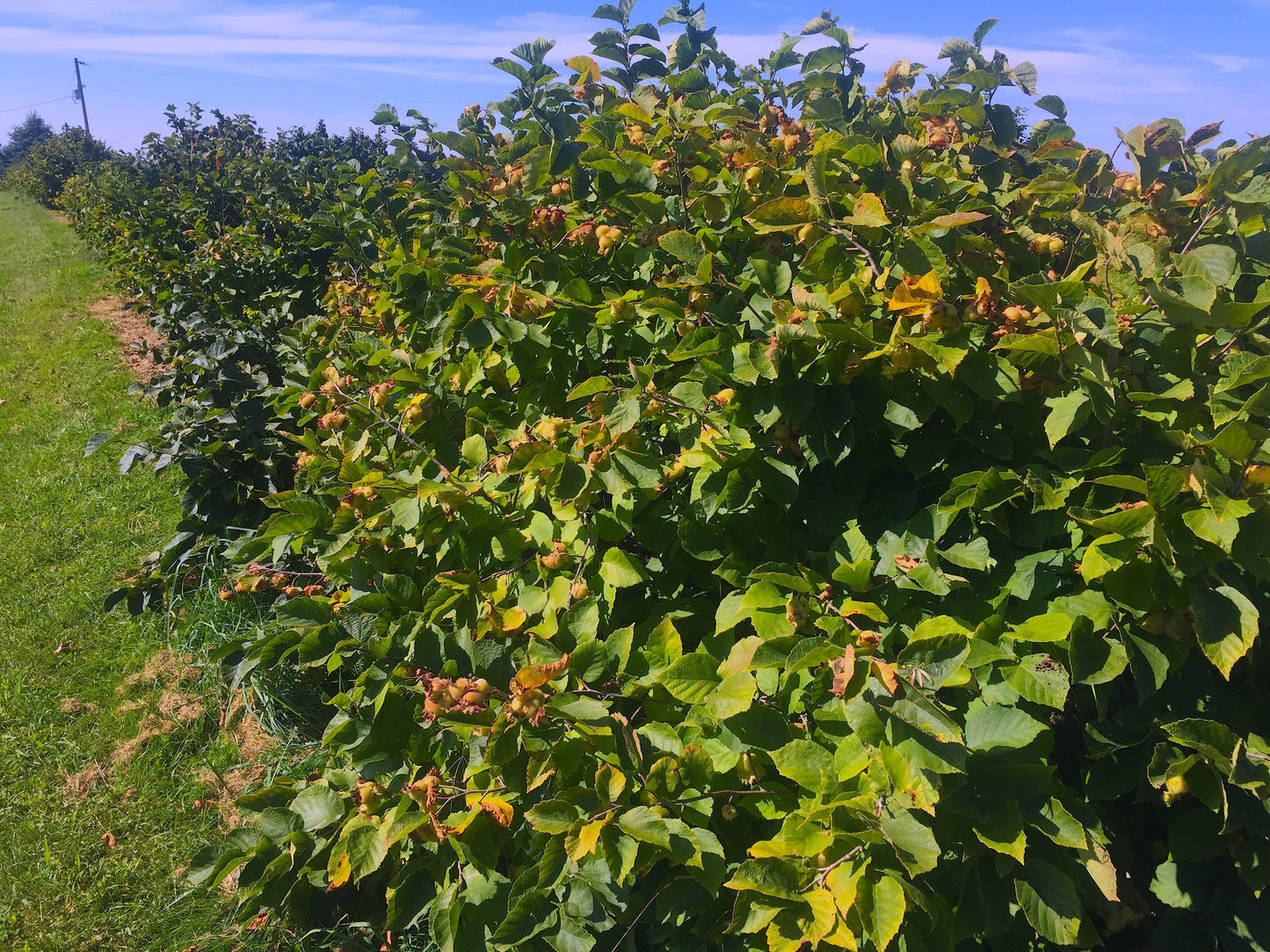 Beautiful mature hedgerow of the controlled crosses in mid-August