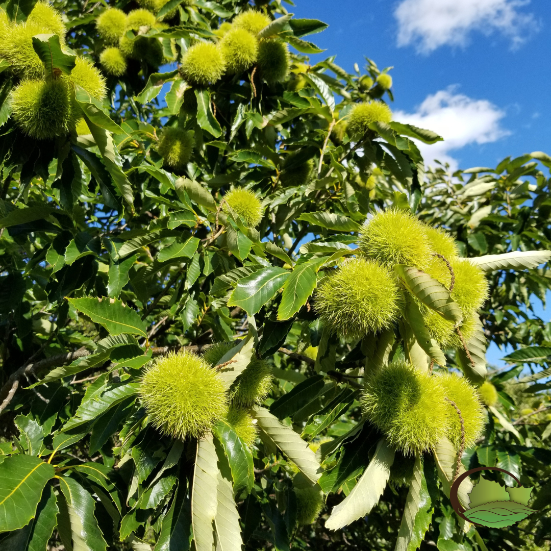 Hybrid Chestnuts (Castanea spp.)