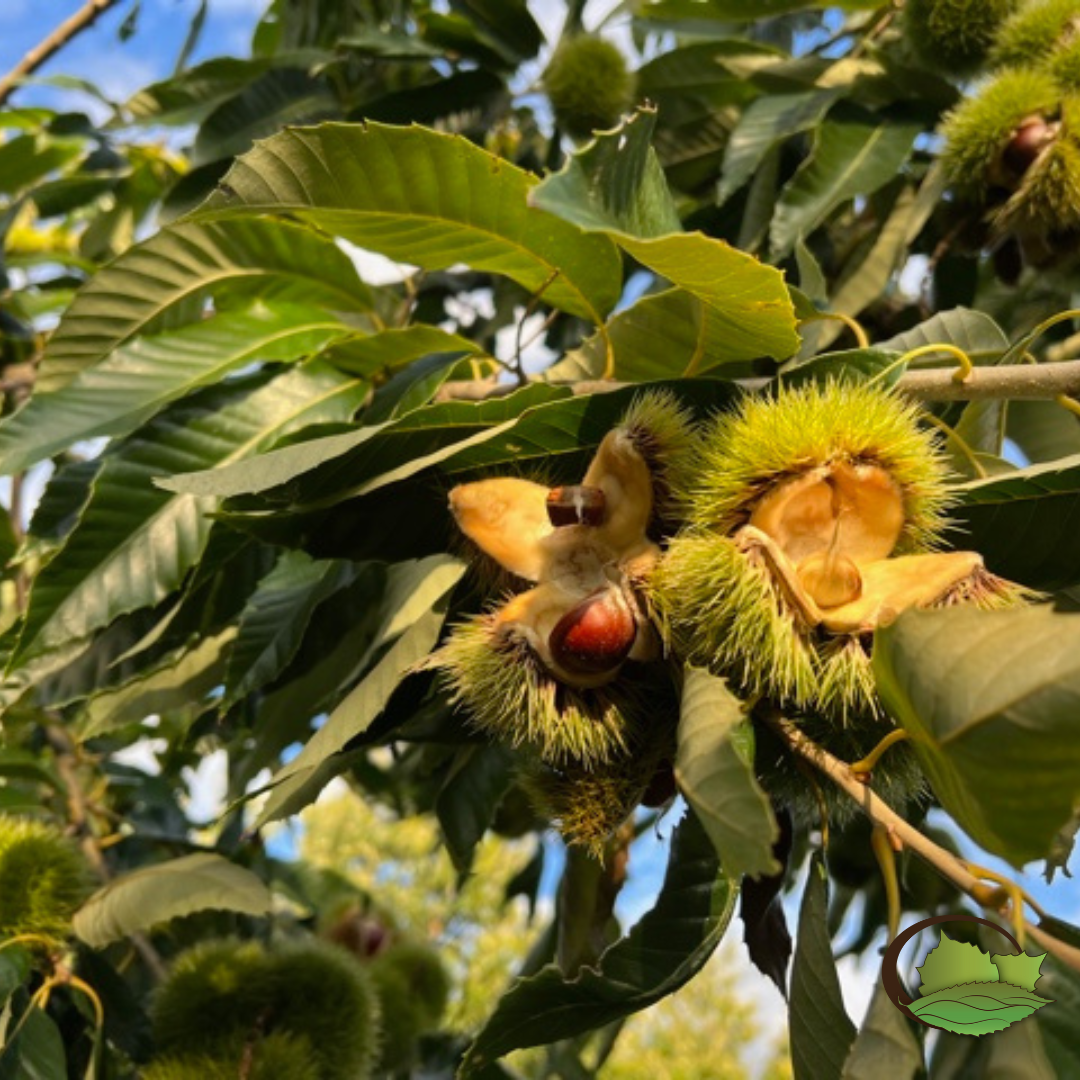 Hybrid Chestnuts (Castanea spp.)