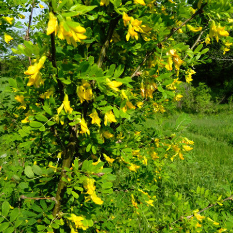 Siberian Peashrub (Caragana arborescens)