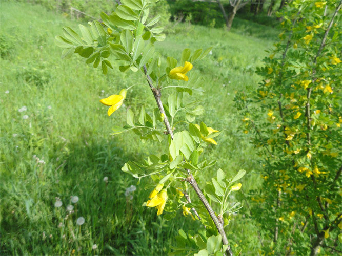 Siberian Peashrub (Caragana arborescens)