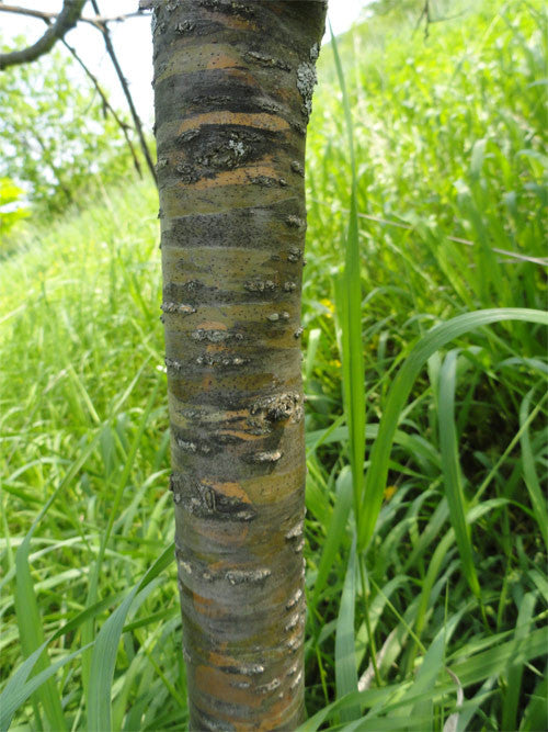 Siberian Peashrub (Caragana arborescens)