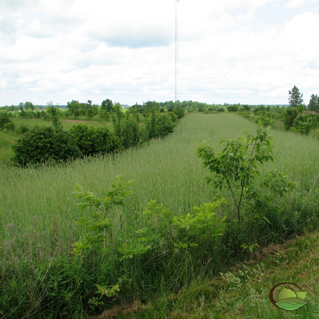 Alleycropping using hybrid hazelnuts and hybrid chestnuts. Cereal rye is the grain in the middle here