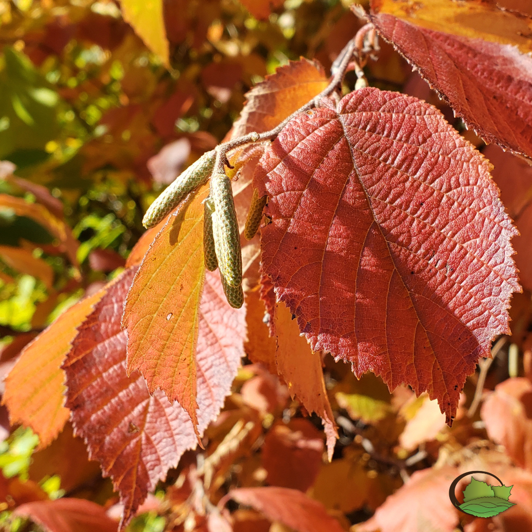 Hybrid hazelnut foliage in October