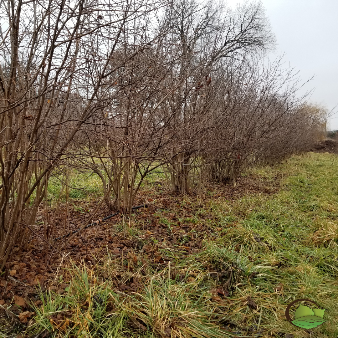 hedgerow of Selected Seedlings in January