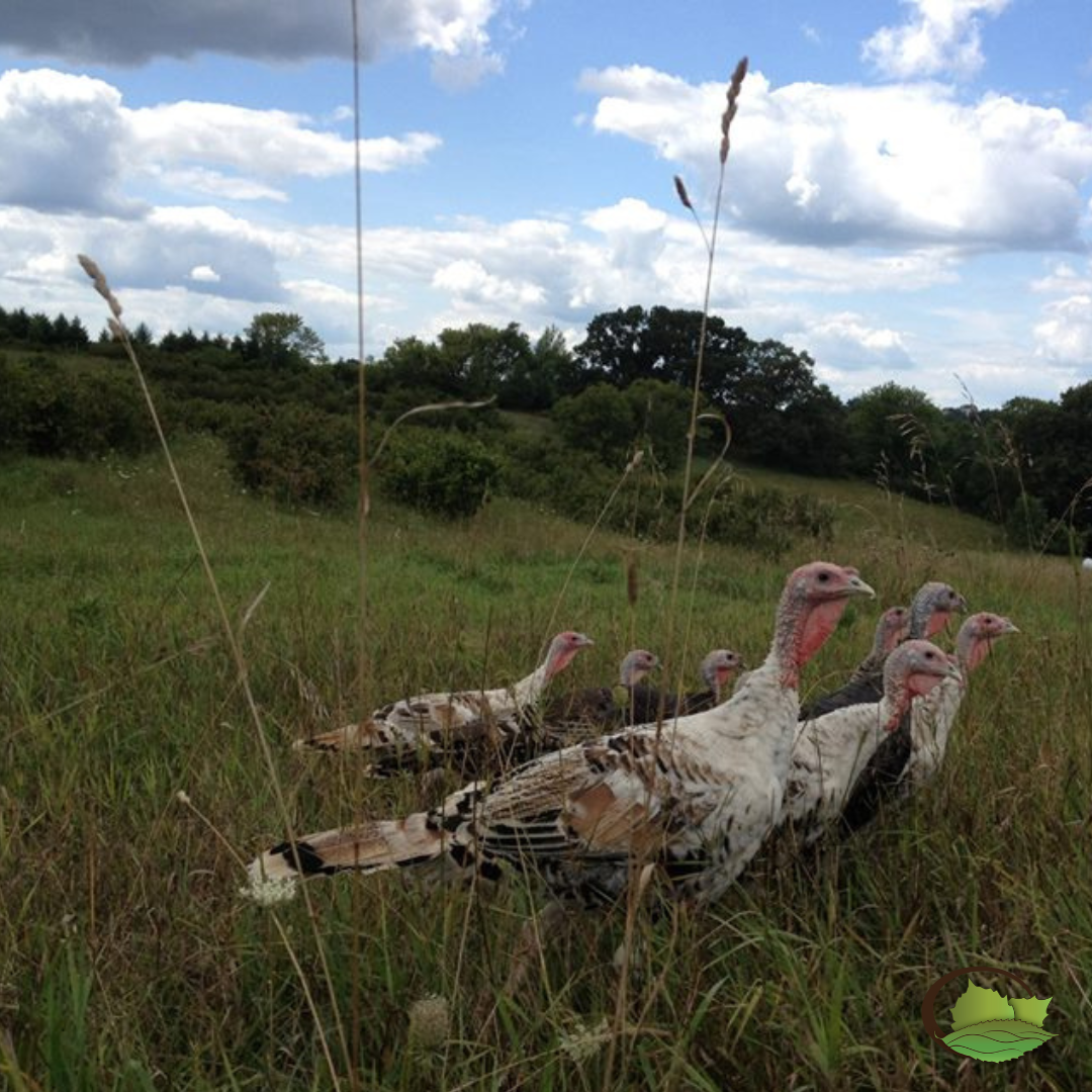 Some of our Selected Seedling Hybrid Hazelnut parents in the background and turkeys in the foreground. Savanna ecosystem mimicry