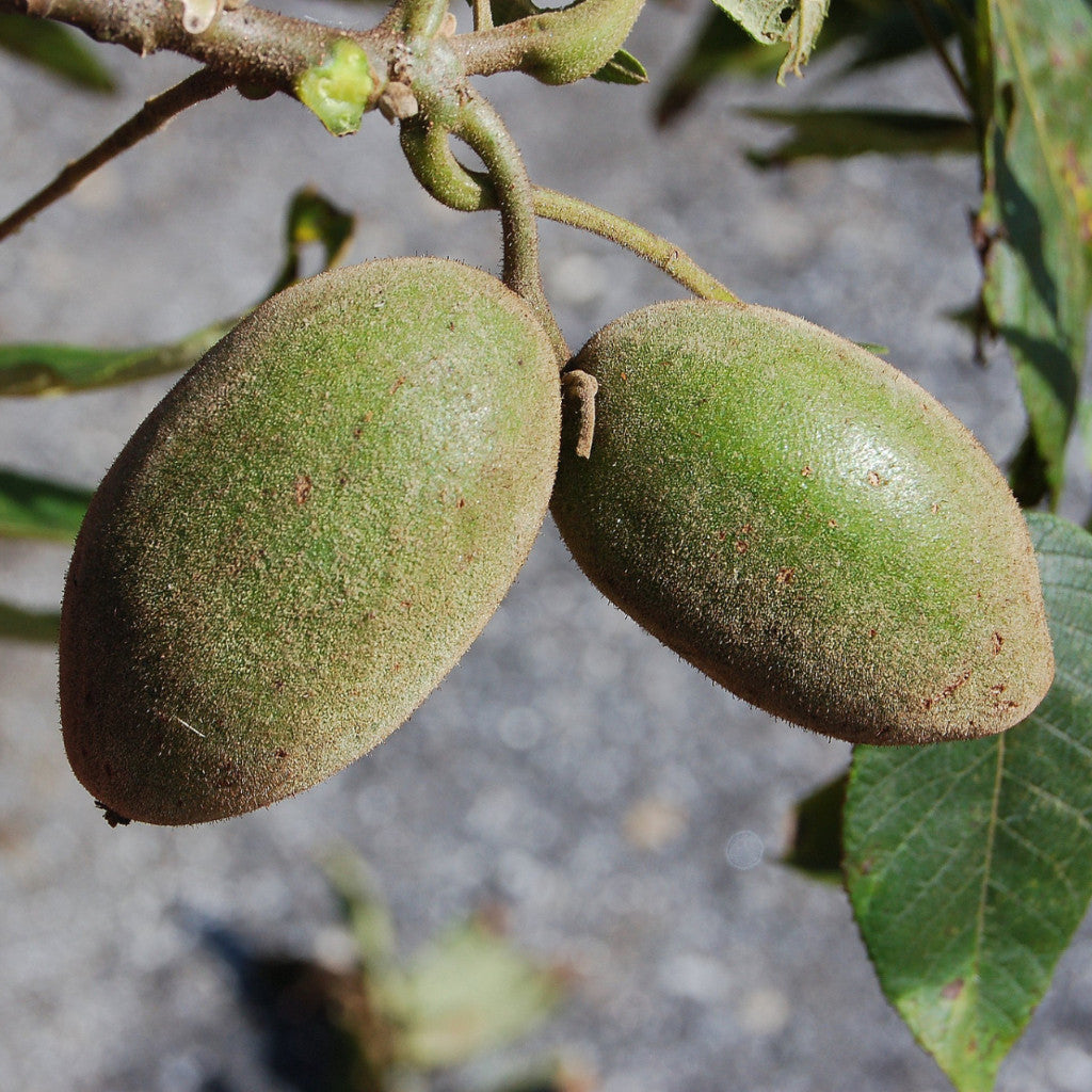 Butternut (Juglans cinerea)