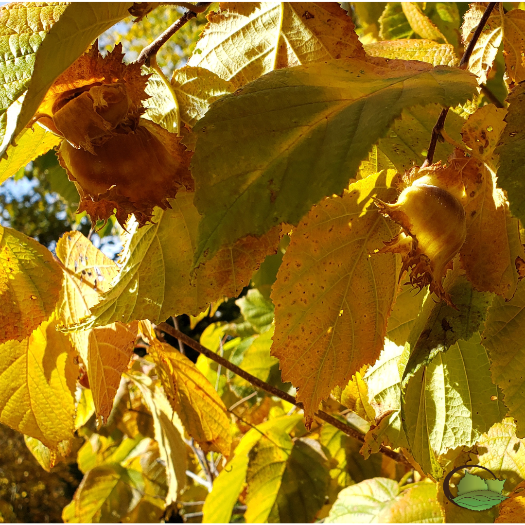 A mature Selected Seedling hybrid hazelnut that had loads of nuts tucked below its foliage well into October, and evaded the jays and squirrels remarkably well!