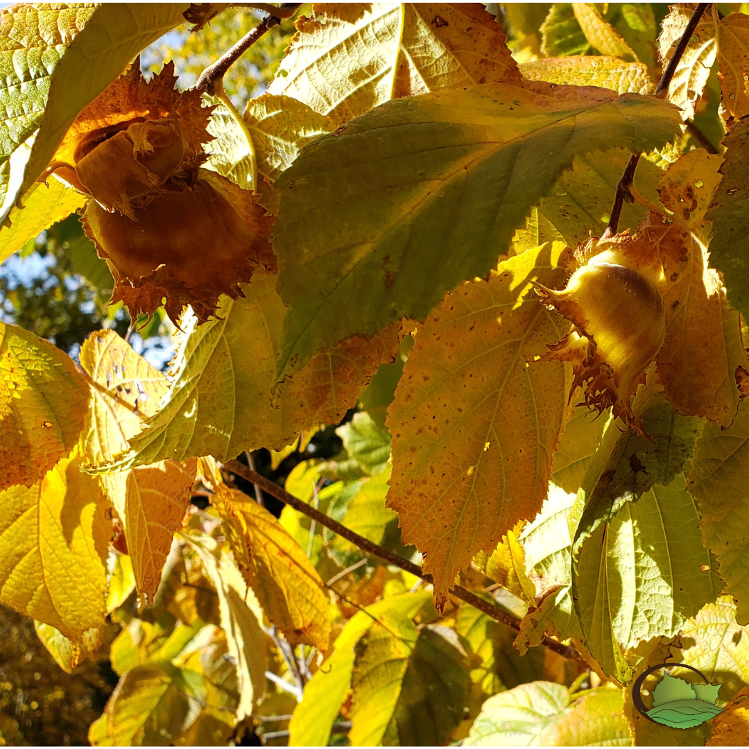 A mature Selected Seedling hybrid hazelnut that had loads of nuts tucked below its foliage well into October, and evaded the jays and squirrels remarkably well! 