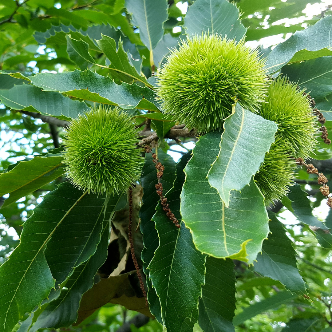 Nut Trees and Shrubs – Forest Agriculture Nursery