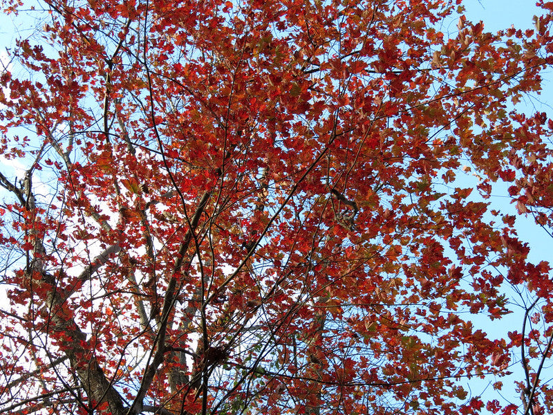 Red Maple (Acer rubrum)