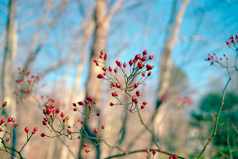 Spicebush (Lindera benzoin) Forest Agriculture Nursery