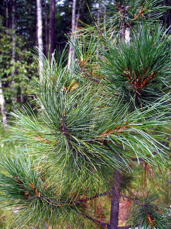 Siberian Stone Pine (Pinus sibirica) Forest Agriculture Nursery