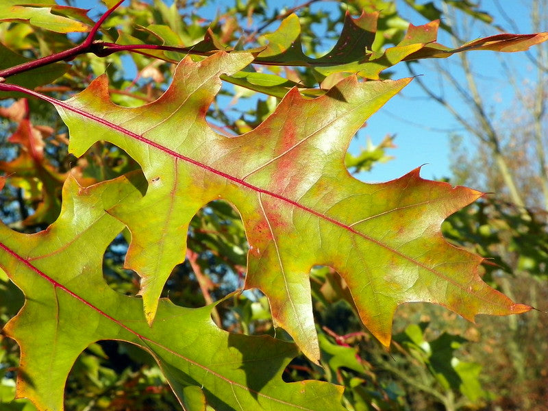 Red Oak (Quercus rubra)